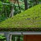 Mousse et Lichens sur la toiture