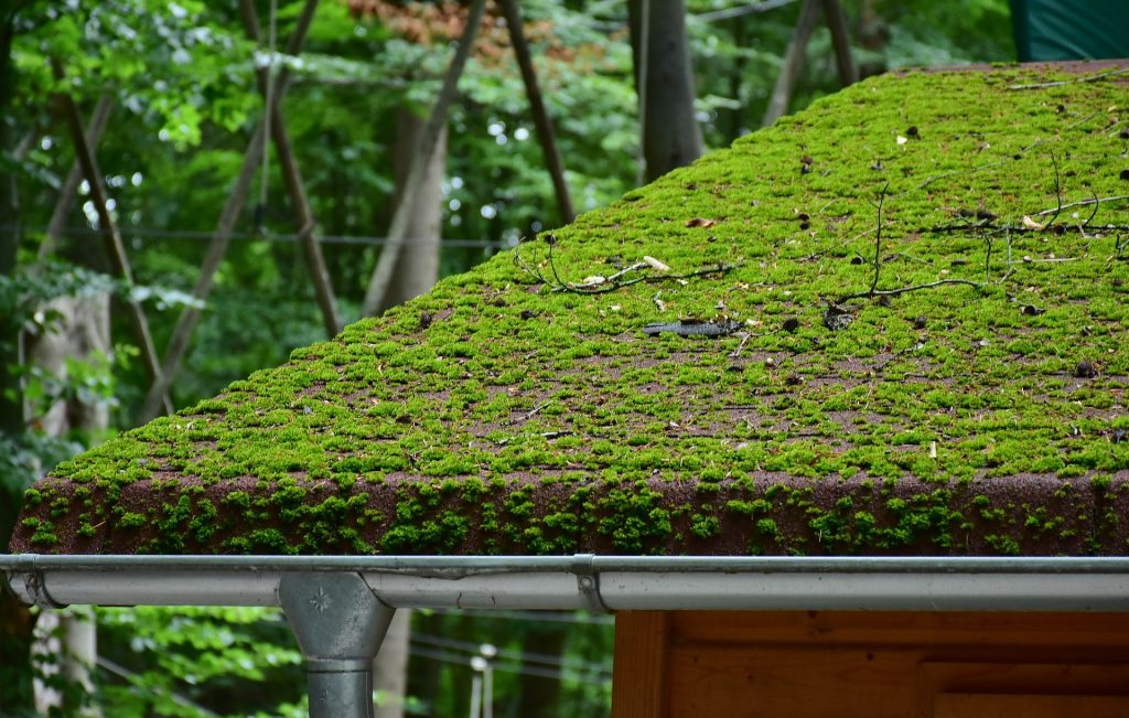 Mousse et Lichens sur la toiture