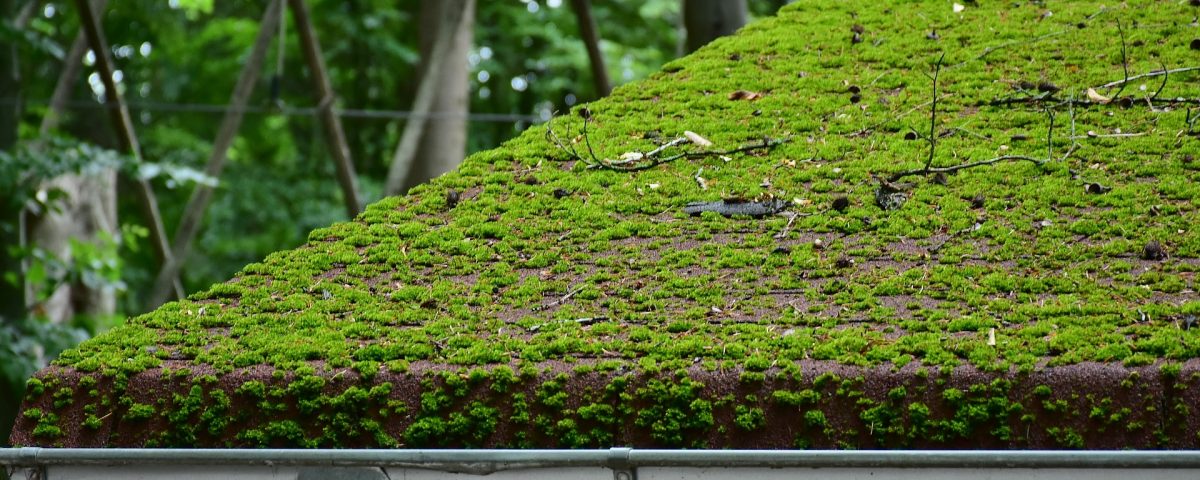 Mousse et Lichens sur la toiture