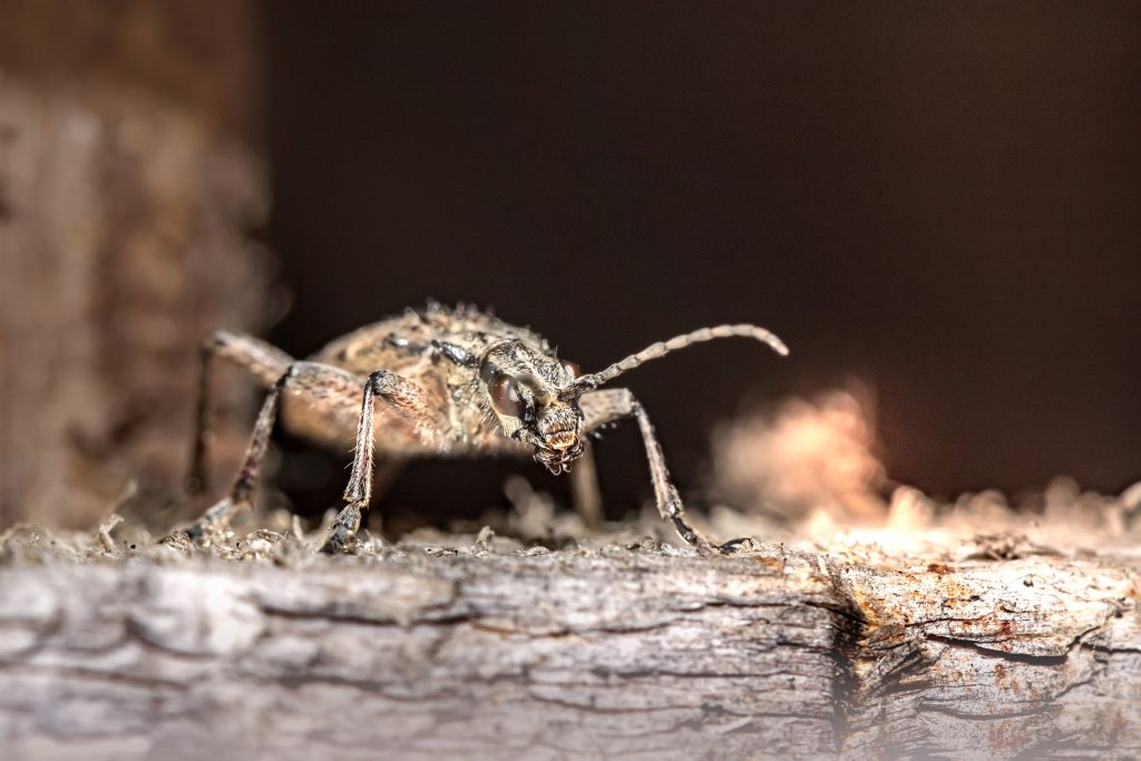 Capricorne : insecte xylophage de maison