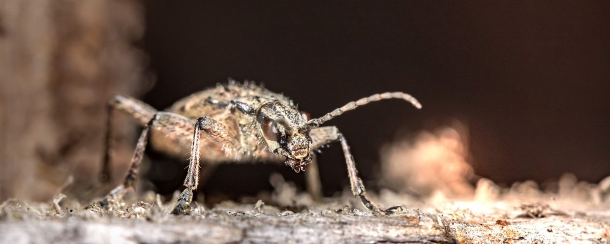 Capricorne : insecte xylophage de maison