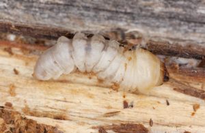 Larve mangeuse de bois de charpente