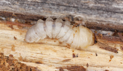 Le capricorne, insecte dommageable pour les habitations